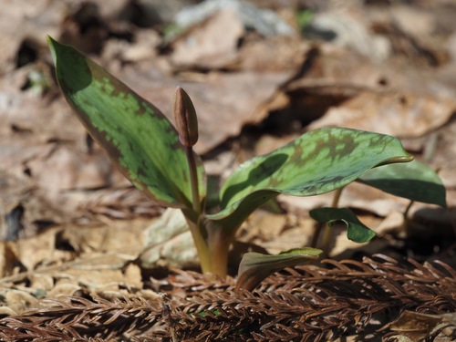 Erythronium japonicum (Erythronium japonicum)