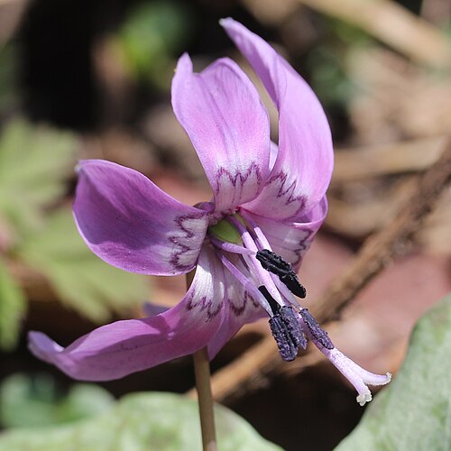Erythronium japonicum: Erythronium japonicum , in Shirakawa-go, Shirakawa village, Gifu prefecture, Japan.