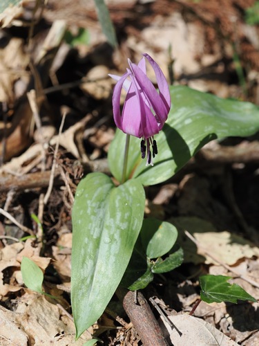 Erythronium japonicum (Erythronium japonicum)