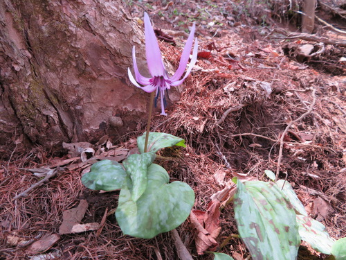 Erythronium japonicum (Erythronium japonicum)