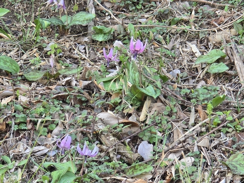 Erythronium japonicum (Erythronium japonicum)