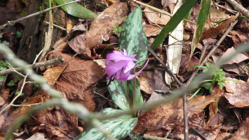Erythronium japonicum (Erythronium japonicum)