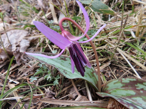 Erythronium japonicum (Erythronium japonicum)