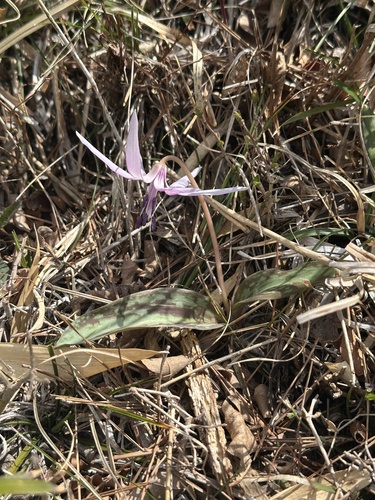 Erythronium japonicum (Erythronium japonicum)