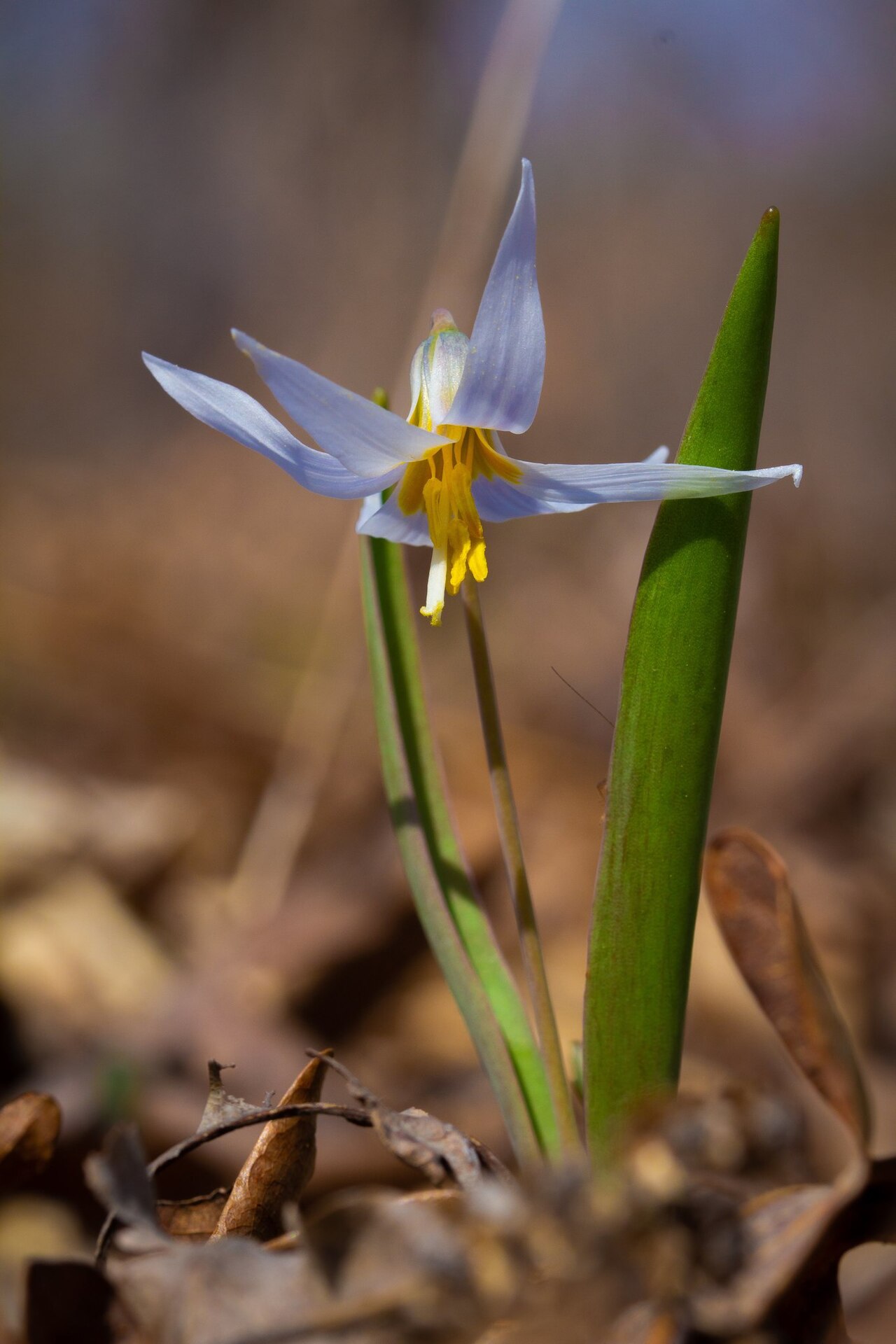 Midland fawnlily: This is a photograph of a flowering midland trout-lily (Erythronium mesochoreum) in Dallas County, Missouri, with some identifying features evident, particularl