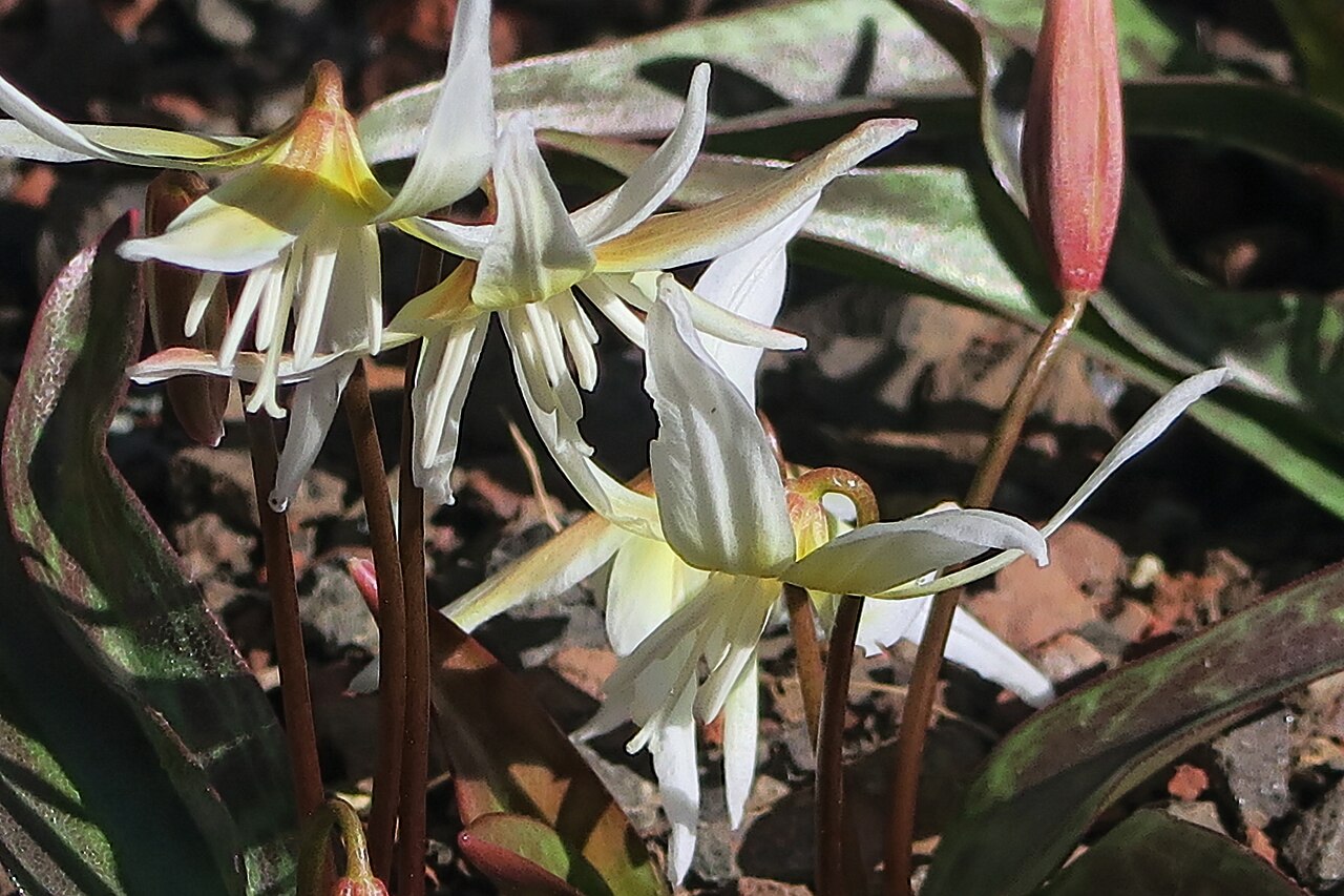 Erythronium multiscapideum: Erythronium multiscapideum 'Cliftonii'—Clifton's Fawn Lily. The label at Regional Parks Botanic Garden reads "Erythonium 'Cliftonii' INED", which means that the