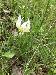Erythronium multiscapideum (Erythronium multiscapideum)