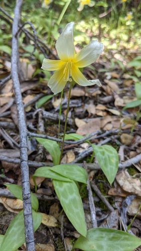 Erythronium multiscapideum (Erythronium multiscapideum)