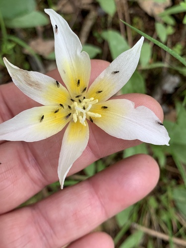 Erythronium multiscapideum (Erythronium multiscapideum)