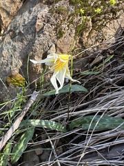 Erythronium multiscapideum (Erythronium multiscapideum)