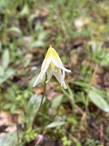 Erythronium multiscapideum (Erythronium multiscapideum)