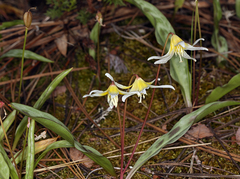 Erythronium multiscapideum (Erythronium multiscapideum)