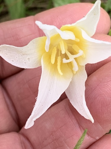 Erythronium multiscapideum (Erythronium multiscapideum)