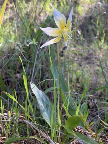 Erythronium multiscapideum (Erythronium multiscapideum)