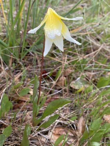 Erythronium multiscapideum (Erythronium multiscapideum)
