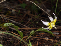 Erythronium multiscapideum (Erythronium multiscapideum)