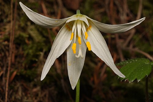 Giant white fawnlily: Giant White Fawn-lily, Deer's Tongue, Wild Easter Lily