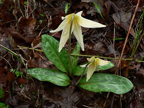 Giant white fawnlily (Erythronium oregonum)