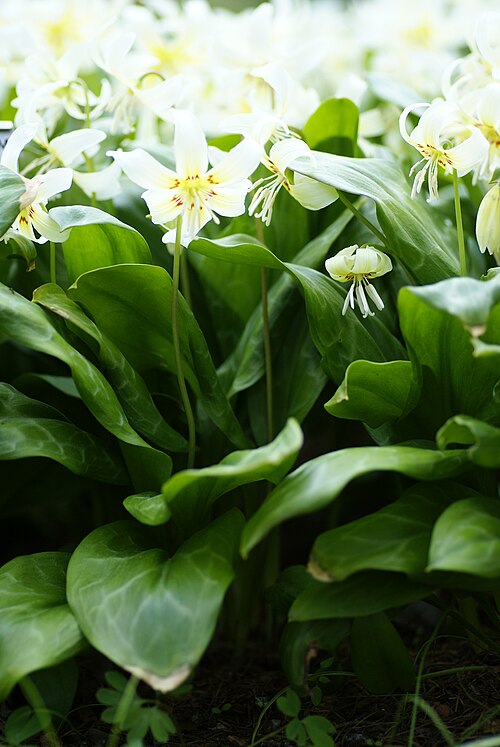 Giant white fawnlily: Plant species Erythronium oregonum in Bergianska trädgården in Stockholm, Sweden
