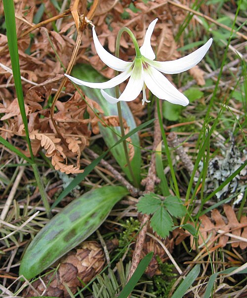 Giant white fawnlily: Erythronium oregonum . There were several small patches growing just below Little Summit, Moran State Park, Orcas Island, Washington at an altitude of 650 meter