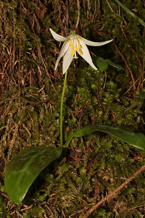 Giant white fawnlily: Giant White Fawn-lily, Deer's Tongue, Wild Easter Lily