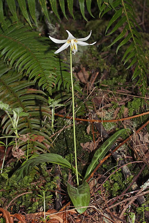 Giant white fawnlily: Giant White Fawn-lily, Deer's Tongue, Wild Easter Lily.