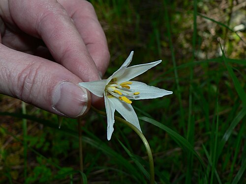 Giant white fawnlily: Giant White Fawn-lily, Deer's Tongue, Wild Easter Lily