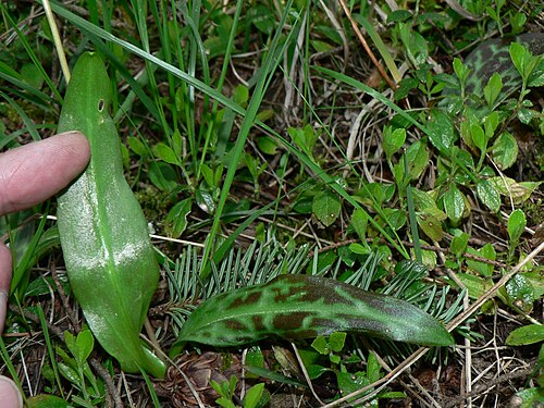 Giant white fawnlily: Giant White Fawn-lily, Deer's Tongue, Wild Easter Lily