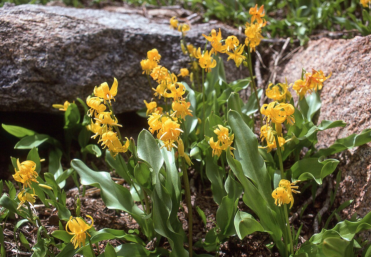 Manyflower fawnlily: Shuteye peak fawn lily ( Erythronium pluriflorum ) in the United States