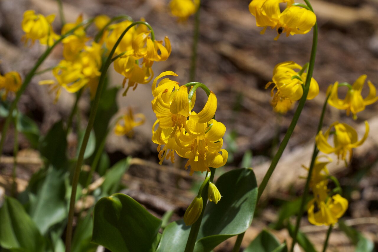 Manyflower fawnlily: Shuteye peak fawn lily ( Erythronium pluriflorum ) in the United States