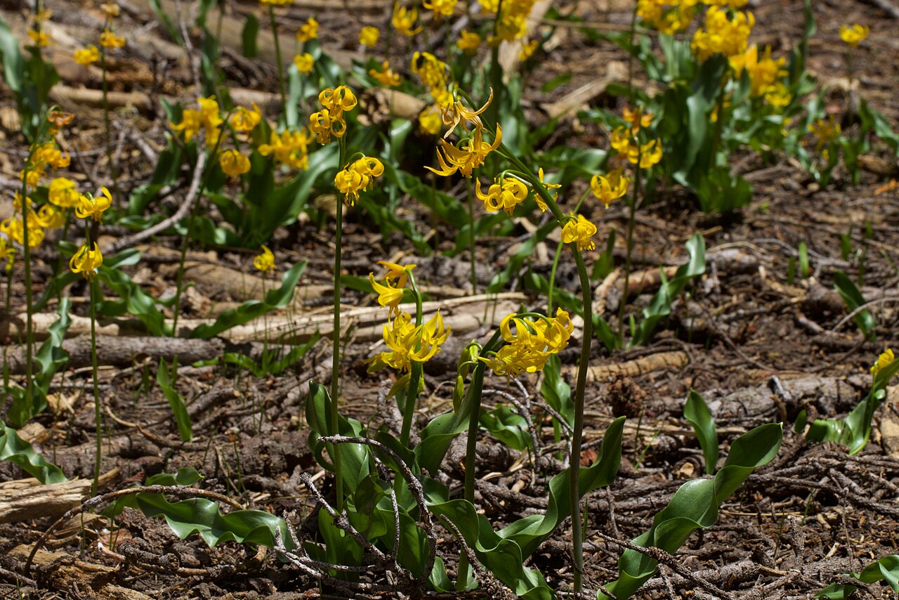 Manyflower fawnlily: Shuteye peak fawn lily ( Erythronium pluriflorum ) in the United States
