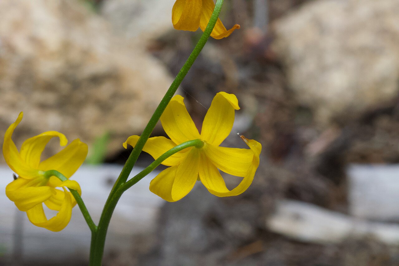 Manyflower fawnlily: Shuteye peak fawn lily ( Erythronium pluriflorum ) in the United States