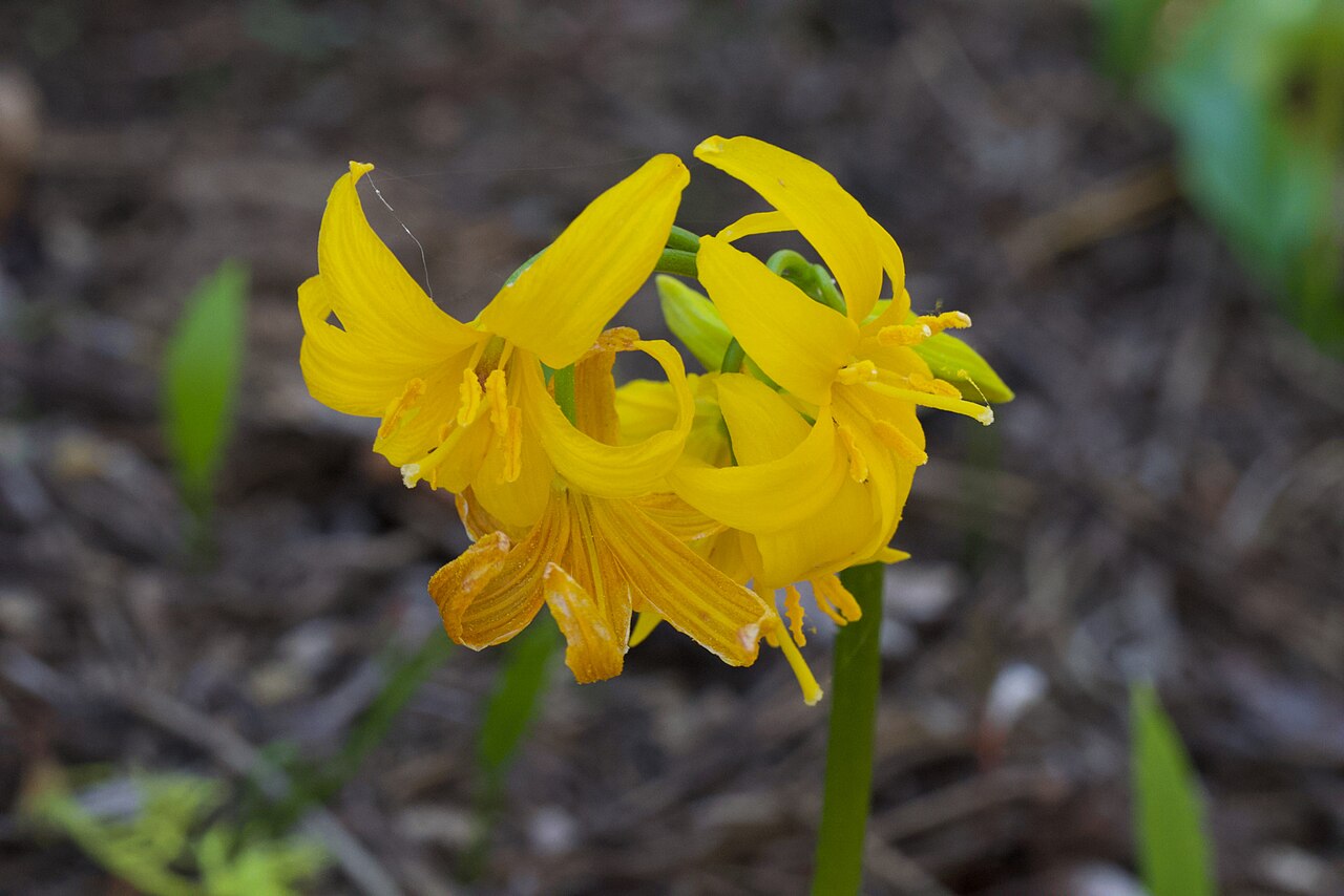 Manyflower fawnlily: Shuteye peak fawn lily ( Erythronium pluriflorum ) in the United States