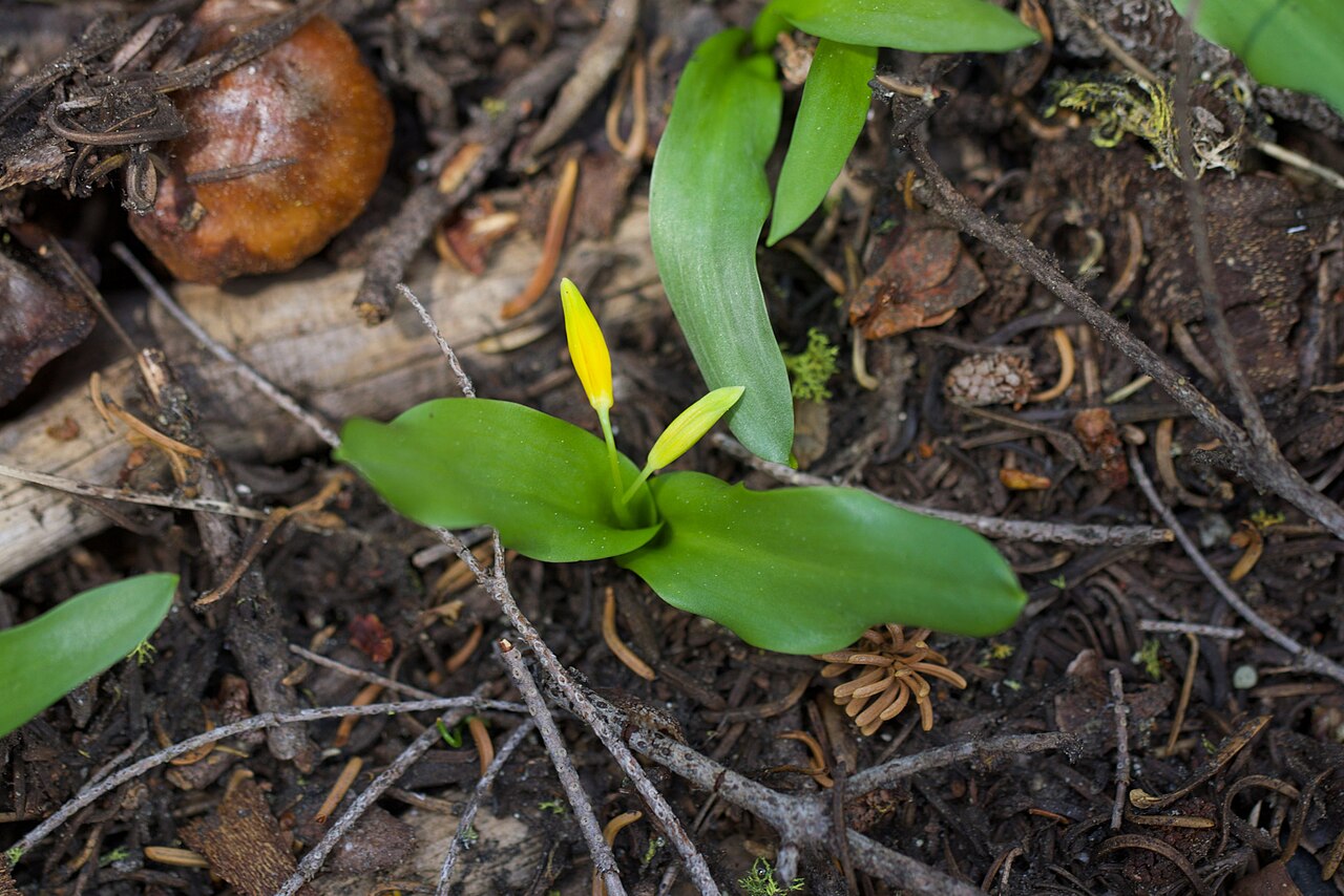 Manyflower fawnlily: Shuteye peak fawn lily ( Erythronium pluriflorum ) in the United States