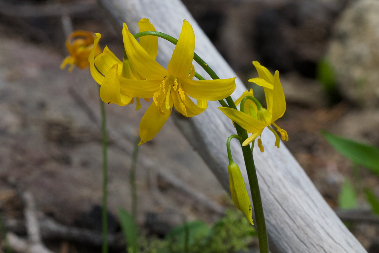Manyflower fawnlily: Shuteye peak fawn lily ( Erythronium pluriflorum ) in the United States