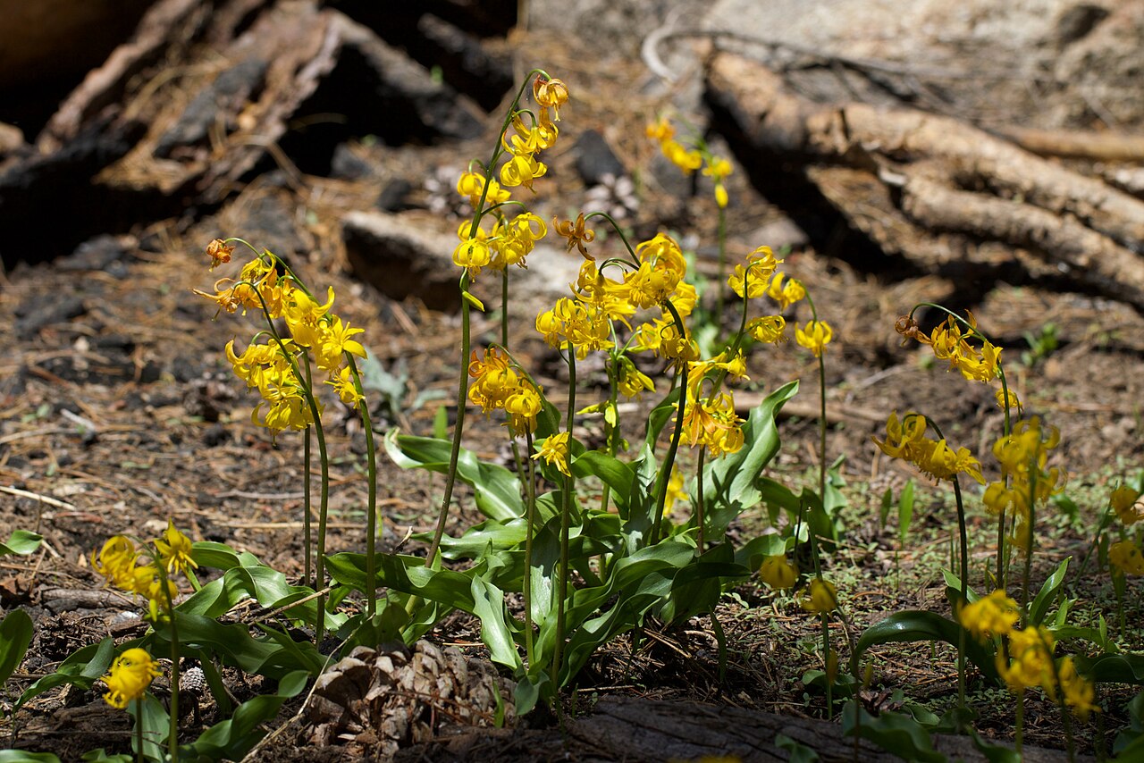 Manyflower fawnlily: Shuteye peak fawn lily ( Erythronium pluriflorum ) in the United States