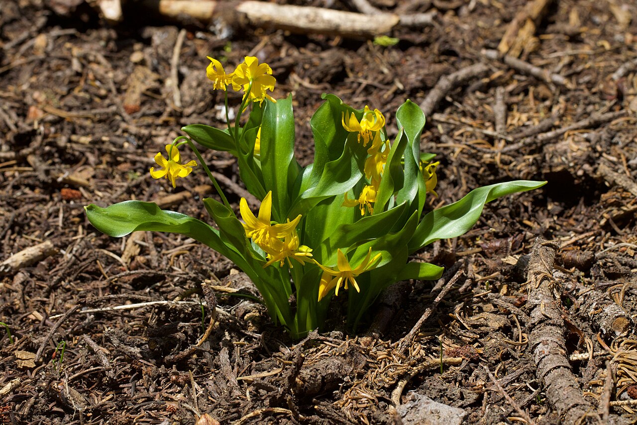 Manyflower fawnlily: Shuteye peak fawn lily ( Erythronium pluriflorum ) in the United States