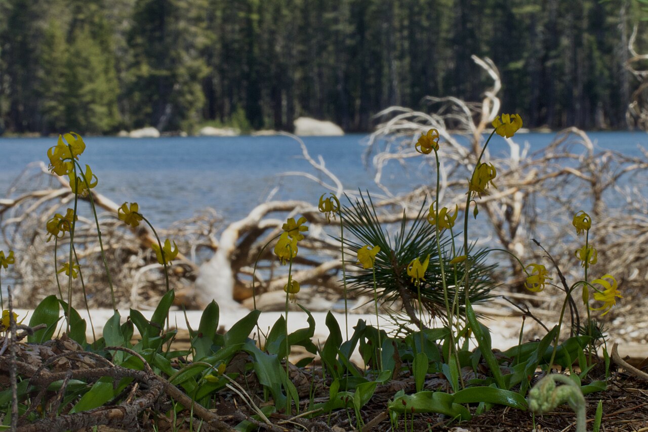 Manyflower fawnlily: Shuteye peak fawn lily ( Erythronium pluriflorum ) in the United States