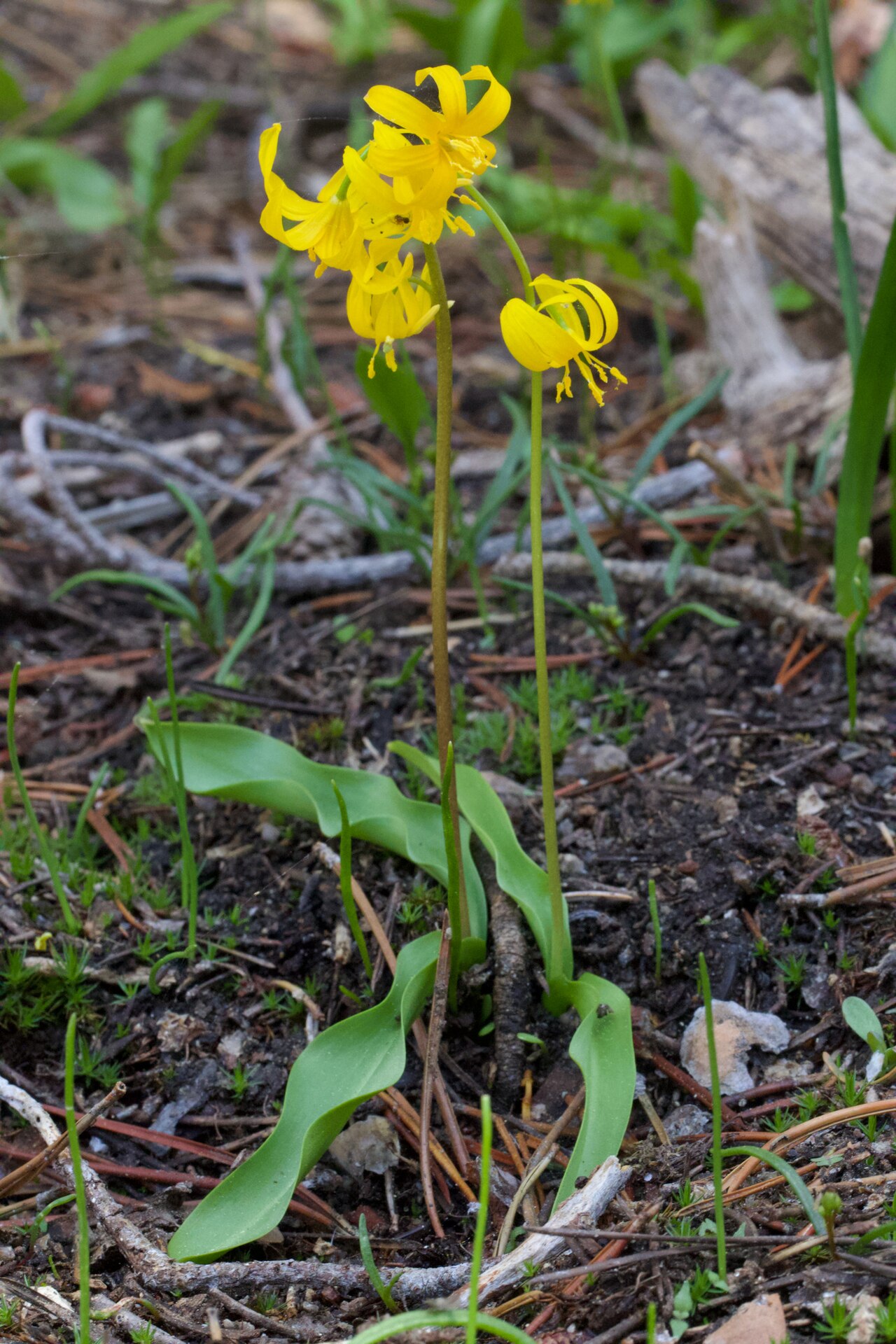 Manyflower fawnlily: Shuteye peak fawn lily ( Erythronium pluriflorum ) in the United States