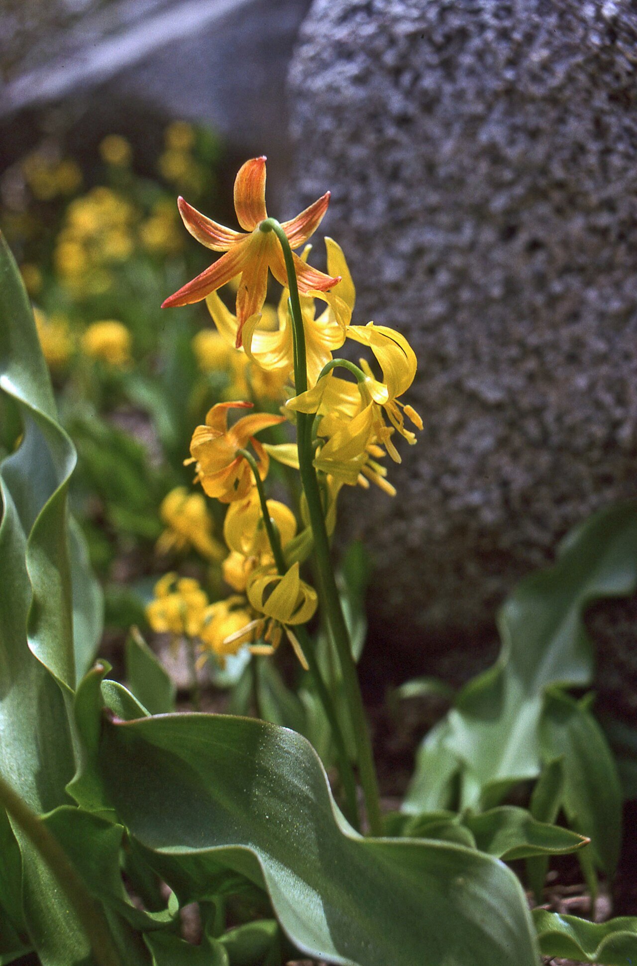 Manyflower fawnlily: Shuteye peak fawn lily ( Erythronium pluriflorum ) in the United States