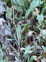 Minnesota fawnlily (Erythronium propullans)