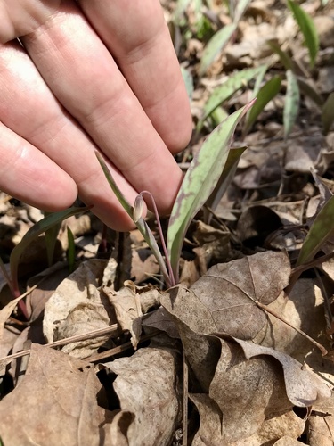 Minnesota fawnlily (Erythronium propullans)