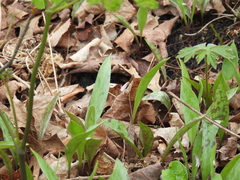 Minnesota fawnlily (Erythronium propullans)