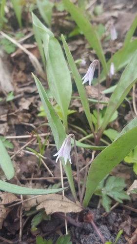 Minnesota fawnlily (Erythronium propullans)