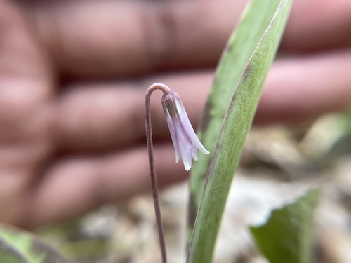 Minnesota fawnlily (Erythronium propullans)