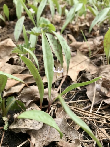 Minnesota fawnlily (Erythronium propullans)
