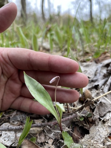 Minnesota fawnlily (Erythronium propullans)