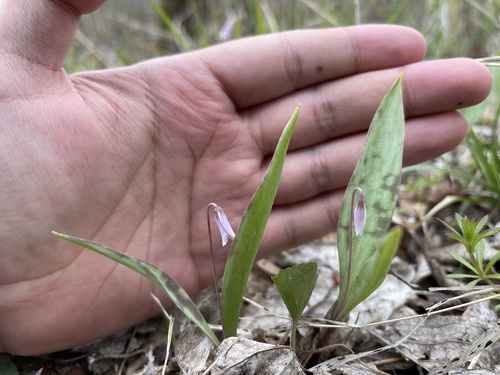 Minnesota fawnlily (Erythronium propullans)