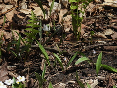 Minnesota fawnlily (Erythronium propullans)
