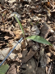 Minnesota fawnlily (Erythronium propullans)
